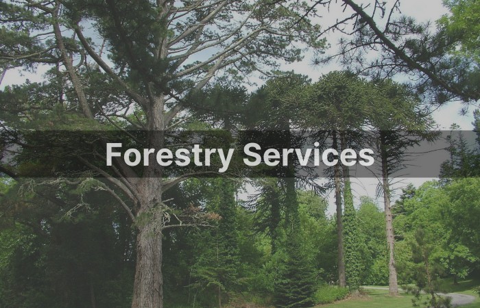 forestry Services tmfs.ie