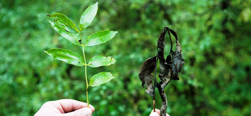 Ash Dieback Contractors